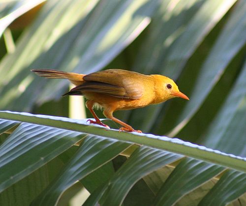 Golden white-eye